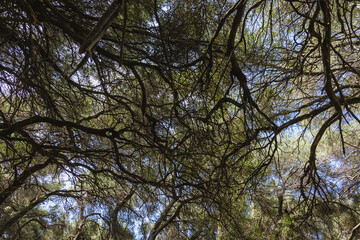 Branches of Olive trees in groove in the middle of Corfu Island, Greece