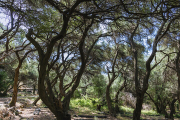 Fototapeta na wymiar Olive trees groove in the middle of Corfu Island in Greece