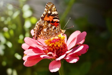 Butterfly; Flower; Monarch