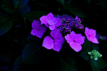 Fototapeta na wymiar purple blossom on black background