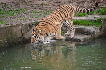 Naklejka premium Tigre