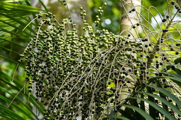 Açaí palm fruits, (Euterpe oleracea) Arecaceae family. Amazon, Brazil
