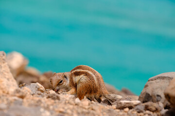 A chipmunk siting on rocks with the ocean on the background on the Canary Island of Fuerteventura, Spain.