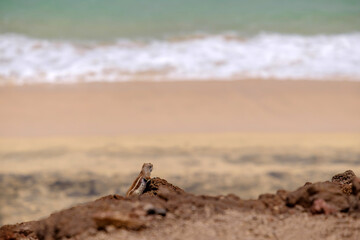 A chipmunk siting on rocks with the ocean on the background on the Canary Island of Fuerteventura, Spain.