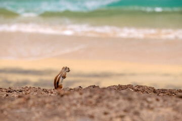 A chipmunk siting on rocks with the ocean on the background on the Canary Island of Fuerteventura, Spain.
