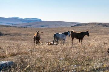 Horses in the mountains.