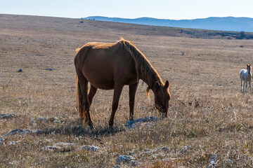 Horses in the mountains.