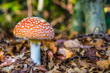 red mushroom in the forest