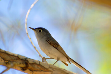 Roosting on a Branch