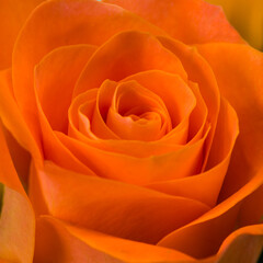 close up of yellow rose