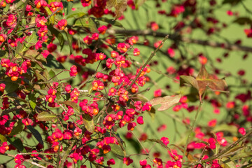 Gewoehnlicher Spindelstrauch (Euonymus europaeus)