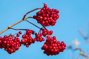 Gewöhnliche Schneeball (Viburnum opulus), Früchte