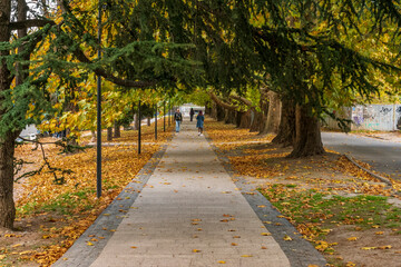 Autumn. Alley in the city park.