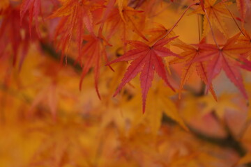 山口県　防府市　阿弥陀寺　紅葉