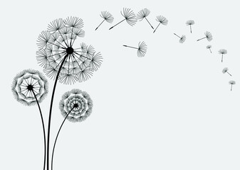 Vector Dandelion blowing silhouette.Vector isolated decoration element from scattered silhouettes. 