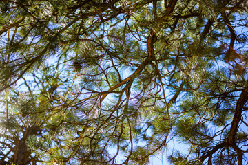 branches against blue sky