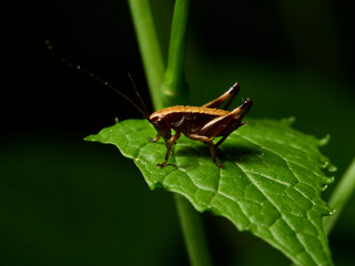 grasshopper on a leaf