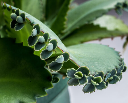 Closeups Of Succulent  Mother Of Thousands Leaves And Shoots