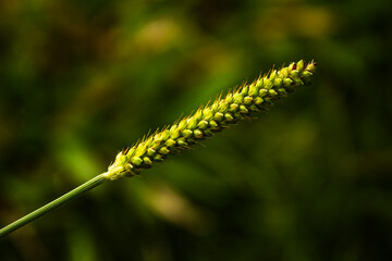 Naklejka premium Green Leaf