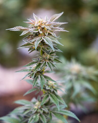 close up of hemp, cannabis, marijuana 