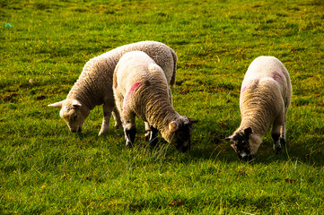 Obraz na płótnie Canvas Sheep in field by the River Ribble in Lancashire near Whalley Abbey