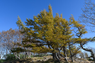 Fototapeta premium 五色山のカラマツの紅葉