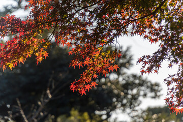 red autumn leaves background