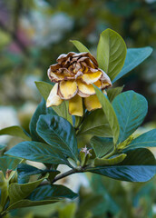 Vertical image of a wilted jasmine flower