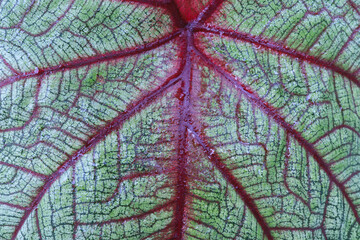 Fototapeta na wymiar Caladium leaves in the garden