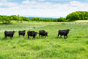 日本　栗駒高原の牧場と放牧牛