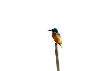 kingfisher on a branch with white background and work patch