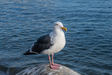Closeup of a seagull at the Paradise Cove, Malibu, California