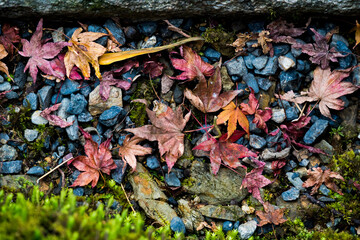 fallen autumn leaves