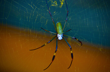 Araña hilos de oro.