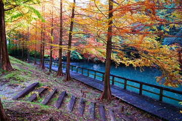 ラクウショウの紅葉(香川県まんのう町満濃池森林公園)