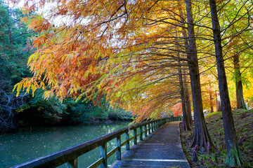 ラクウショウやメタセコイアの紅葉(香川県まんのう町満濃池森林公園)