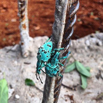 Picudo algodonero de color azul