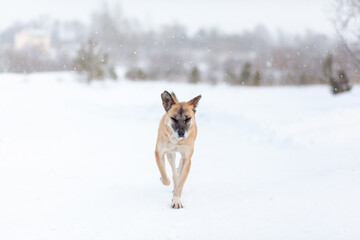 A cheerful and kind dog walks in the park in winter, plays in the snow