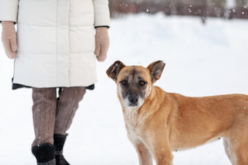 A cheerful and kind dog walks in the park in winter, plays in the snow. A woman strokes and plays with a brown and white dog in a city park in winter.