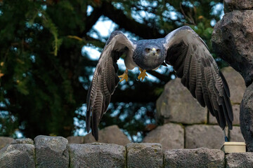 Aquila