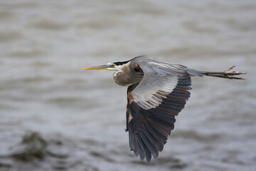 Great Blue Heron in flight