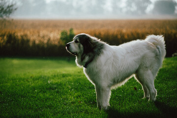 Great Pyrenees