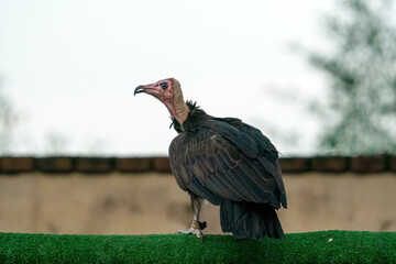 Avvoltoio