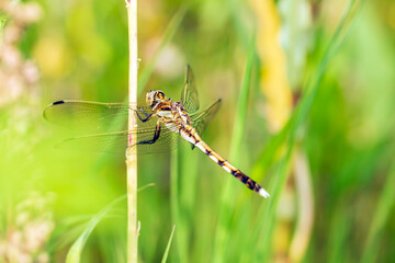 Dragonflies perching on leaves.