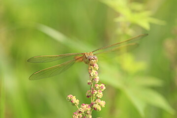 Dragonflies perching on leaves.