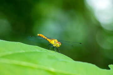 Dragonflies perching on leaves.