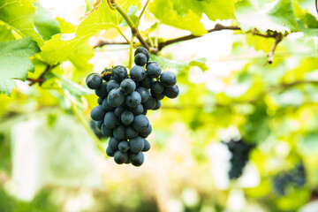 Ripe grapes in fall