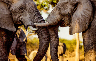 Fototapeta Close-up Of Elephants At Waterhole In Botswana / South Africa obraz