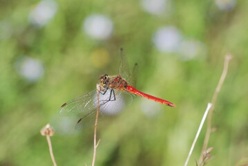 잠자리 - Dragonfly close up