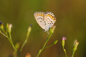 Fototapeta na wymiar 배추나비 - Butterfly close up